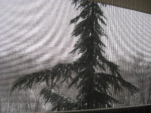 Snow 12_2009 002